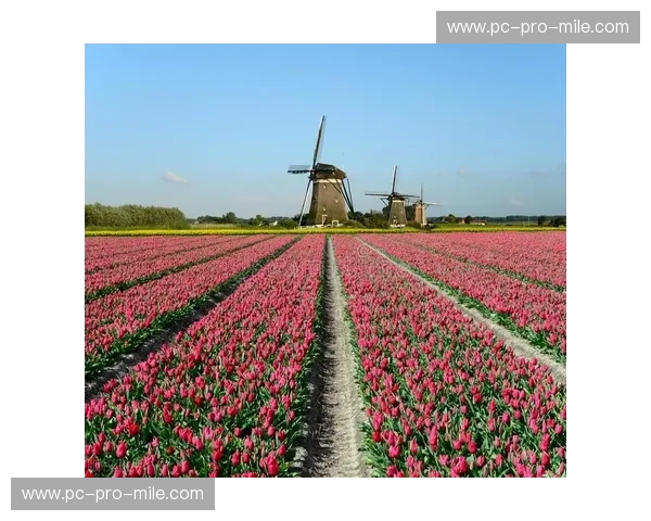 郁金香碰撞蒙特卡洛:荷兰vs摩纳哥,一场关于艺术与博弈的巅峰竞猜